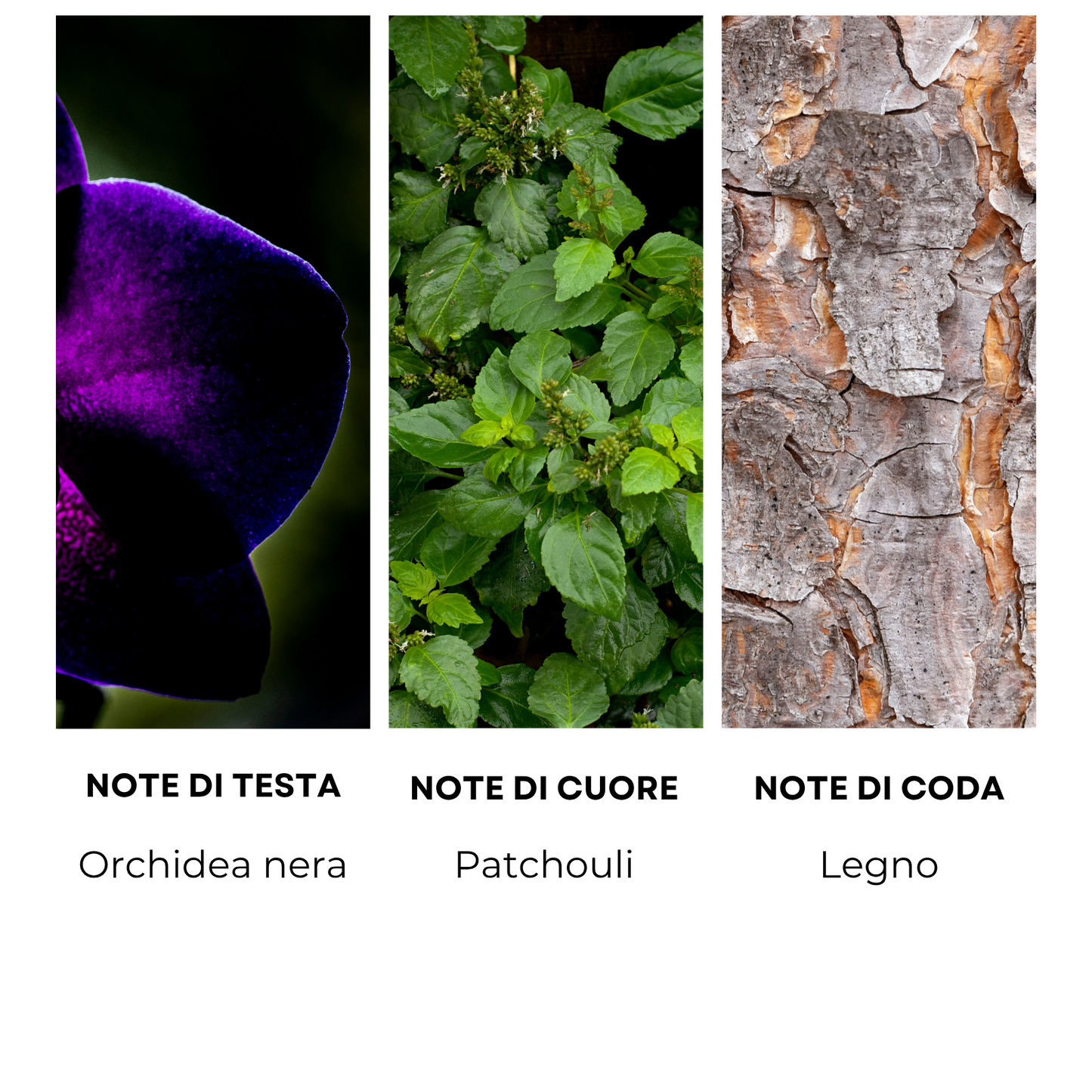 Essenza profumata "DARK ORCHID"