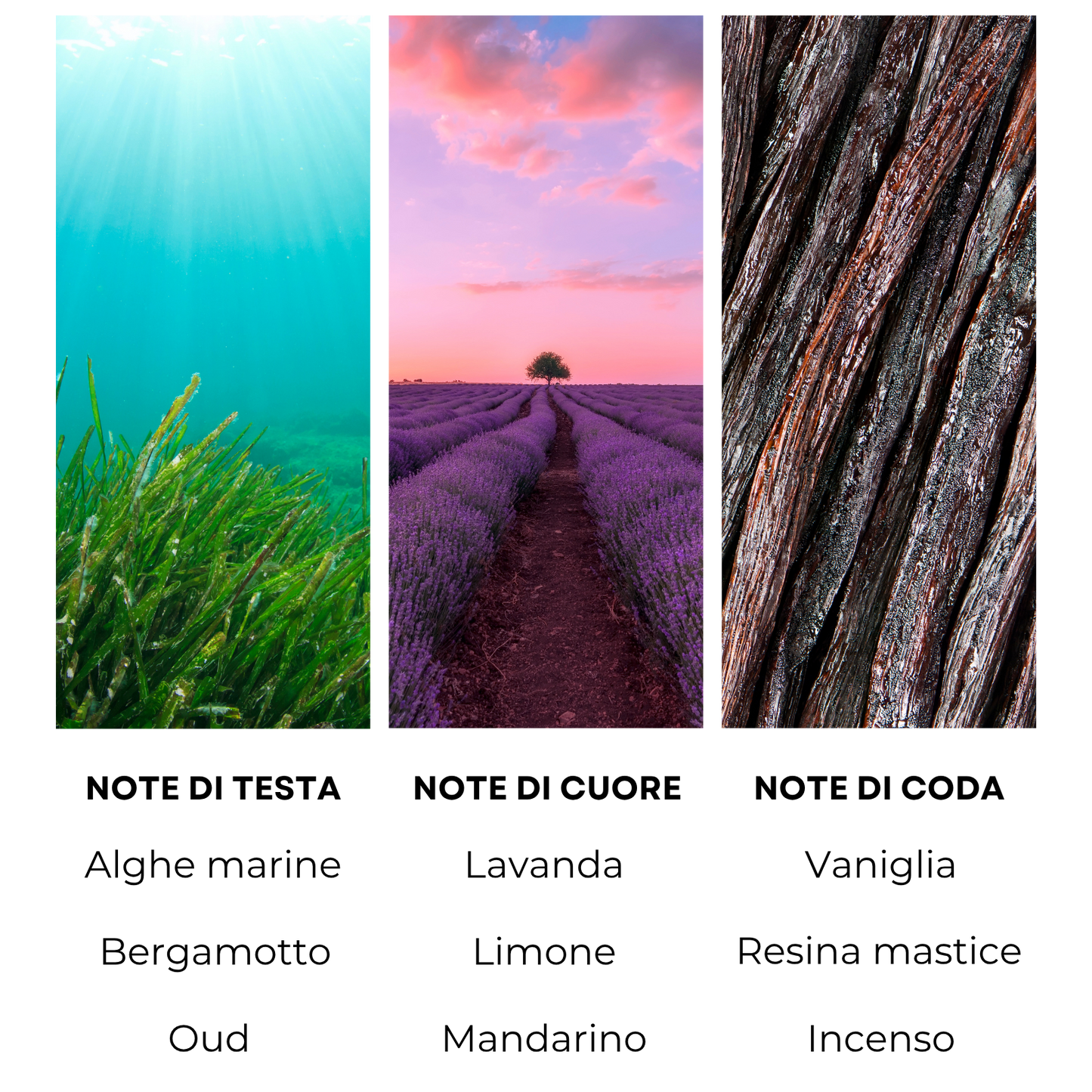 Essenza profumata "RIVIERA LIGURE"