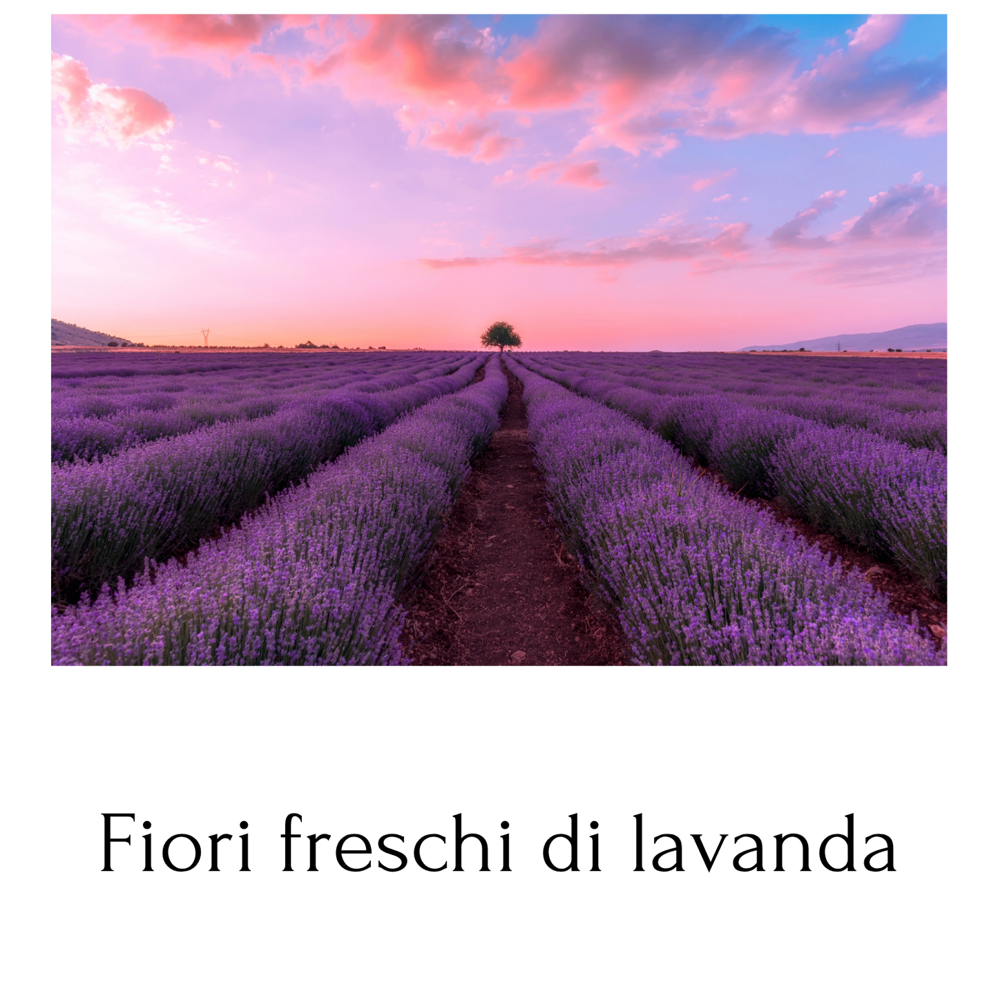 Essenza profumata "LAVANDA"